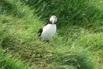 PICTURES/PUFFINS - Helmaey Island/t_PU (54).JPG